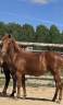 Potranca New Forest En venta 2025 Alaz&aacute;n por L'ancelot du m&eacute;nage