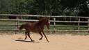 Potranca New Forest En venta 2025 Alaz&aacute;n por L'ancelot du m&eacute;nage