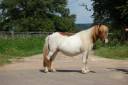 Yegua Shetland En venta 2008 P&iacute;o por TOMMIE VD SLEUTELHOF