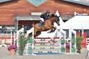 Caballo castrado Silla Franc&eacute;s En venta 2021 Bayo por No Records.