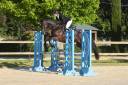 Caballo castrado Silla Franc&eacute;s En venta 2021 Bayo moreno