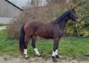 Caballo castrado KWPN Caballo de Deporte Neerland&eacute;s En venta 2023 Bayo moreno
