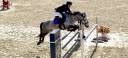 Caballo castrado Origine Constat&eacute;e En venta 2017 Tordo por TRESOR