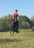 Caballo castrado Trot&oacute;n Franc&eacute;s En venta 2022 Negro