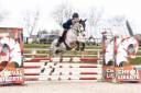 Caballo castrado Connemara En venta 2021 Tordo por Punch du Mesnil