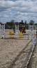 Caballo entero New Forest En venta 2022 Bayo