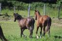 Caballo castrado PRE Pura Raza Espa&ntilde;ola En venta 2025 Bayo