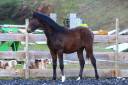 Caballo castrado PRE Pura Raza Espa&ntilde;ola En venta 2025 Bayo moreno