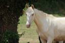 Caballo castrado PRE Pura Raza Espa&ntilde;ola En venta 2025 Cremello