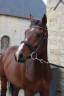 Yegua Silla Franc&eacute;s En venta 2023 Bayo por Casallo Z (CSO 160)