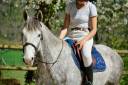 Caballo castrado Origine Constat&eacute;e En venta 2022 Bayo