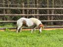 Caballo castrado Origen No Constatado En venta 2015 P&iacute;o