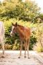 Caballo entero Welsh Part Bred En venta 2026 Alaz&aacute;n