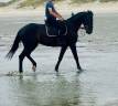 Caballo castrado Trot&oacute;n Franc&eacute;s En venta 2020 Bayo