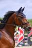 Caballo castrado sBs Caballo de Deporte Belga En venta 2020 Bayo