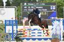 Caballo castrado sBs Caballo de Deporte Belga En venta 2020 Bayo