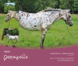 Yegua Origen No Constatado En venta 2013 Appaloosa