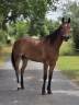 Caballo castrado Trot&oacute;n Franc&eacute;s En venta 2021 Bayo