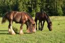 Potro Gypsy Cob En venta 2025 Bayo moreno por Cillbarra Master Of Poppets