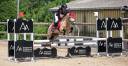 Caballo castrado PFS Poni Fran&ccedil;&eacute;s de Silla En venta 2017 Isabelo