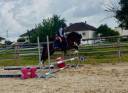 Caballo entero PFS Poni Fran&ccedil;&eacute;s de Silla En venta 2023 Bayo