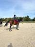 Caballo castrado Anglo-Arabe En venta 2020 Bayo moreno por Sallaz Fun n'games