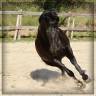 Yegua Caballo Menorquin En venta 2015 Negro