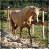 Yegua Welsh Poni (Secci&oacute;n D), Welsh Cob  En venta 2023 Palomino por Just a breeze Kiba