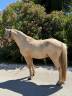 Caballo entero Welsh Part Bred En venta 2022 Palomino