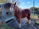 Caballo castrado Tiro Bret&oacute;n En venta 2016 Alaz&aacute;n por DIAOULIK AR PALUD ?BR