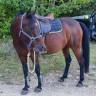 Yegua Otra Raza de Poni En venta 2020 Bayo moreno