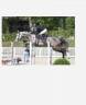 Caballo castrado Silla Franc&eacute;s En venta 2020 Tordo por Clarimo