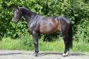 Caballo castrado Holsteiner En venta 2020 Bayo por Q-OXFORED QUALITY