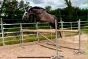 Caballo entero Silla Franc&eacute;s En venta 2022 Tordo