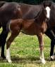 Potranca Silla Franc&eacute;s En venta 2026 Bayo