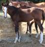 Potranca Silla Franc&eacute;s En venta 2026 Bayo