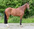 Caballo castrado Zangersheide En venta 2021 Bayo por IKANNAN
