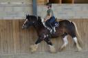 Caballo castrado Cob En venta 2021 P&iacute;o
