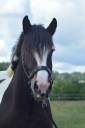 Caballo castrado Cob En venta 2021 P&iacute;o