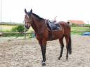 Caballo castrado Pura Sangre En venta 2021 Bayo