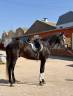 Venta caballo lusitano