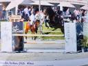 Caballo castrado KWPN Caballo de Deporte Neerland&eacute;s En venta 2015 Bayo por Caretino Gold