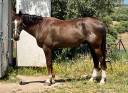 castrado 6a 168cm