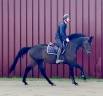 Yegua BWP Caballo de Sangre Belga En venta 2018 Bayo moreno