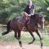 Yegua Silla Franc&eacute;s Donaci&oacute;n 2004 Bayo moreno por IDEM DE LAUME