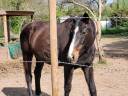 Yegua Silla Franc&eacute;s Donaci&oacute;n 2004 Bayo moreno por IDEM DE LAUME