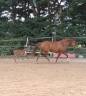 Yegua PFS Poni Fran&ccedil;&eacute;s de Silla En venta 2017 Alaz&aacute;n por Blue tinka Tilia