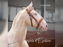 Caballo castrado Lusitano En venta 2012 Crema por SULTAO