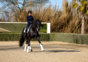Yegua Caballo de Deporte Alem&aacute;n En venta 2014 Negro