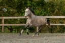 Yegua Lusitano En venta 2020 Tordo